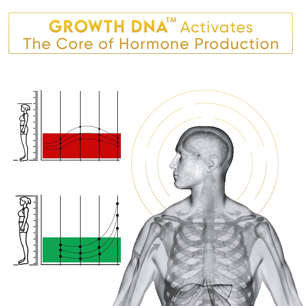 YogaManLab® Growth DNA - Ayurvedic Height Increaser Program | Growth Plate Activator | Guaranteed Results Formula | 100% Natural